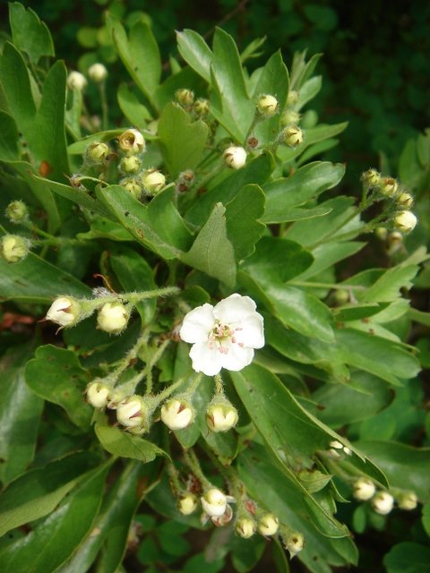 Crataegus monogyna 'Inermis Compacta' P1D (2)